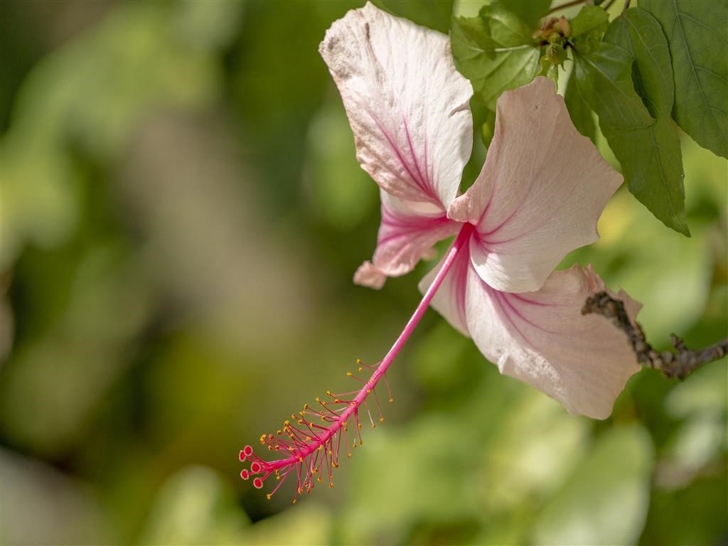 A pink flower with a long stem and green leaves.